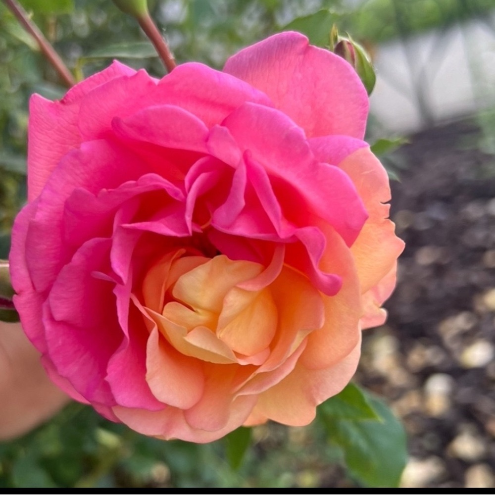 Vibrant Pink and Orange Rose